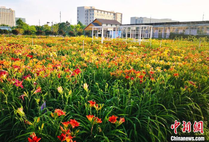 上應(yīng)大先后與上海、云南、湖南、山西等地方政府與企業(yè)共建萱草產(chǎn)業(yè)研究院。　上海應(yīng)用技術(shù)大學(xué)供圖