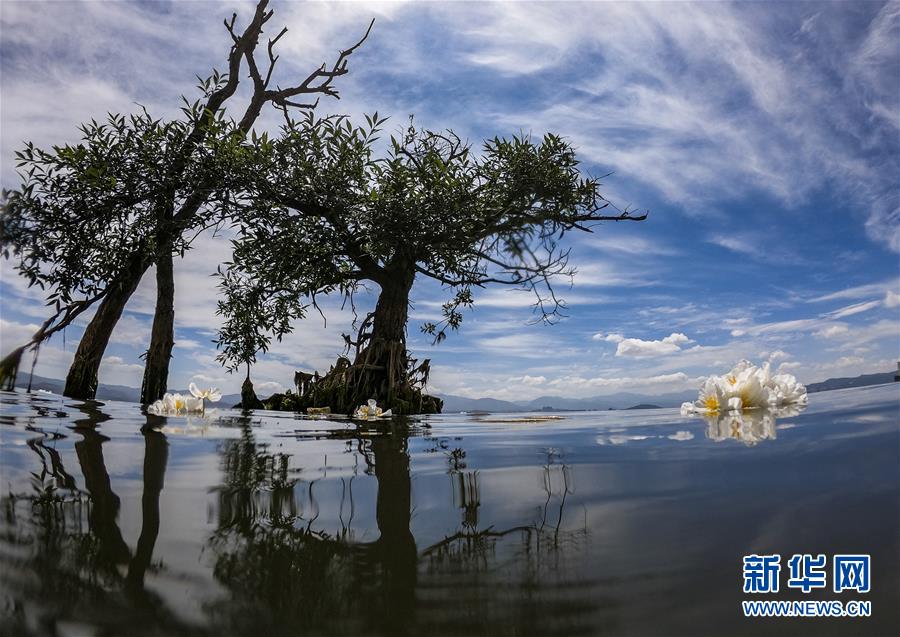 在洱海中開放的海菜花（5月31日攝）。在云南大理洱海，被視為“水質風向標”的海菜花一度難覓蹤跡。2016年底，云南省開啟搶救式保護工作，全面打響洱海治理攻堅戰(zhàn)。2019年洱海全湖水質繼2018年后再次實現7個月Ⅱ類，主要水質指標變化趨勢總體向好。如今海菜花又在清澈的湖水中隨波蕩漾。新華社記者 江文耀 攝