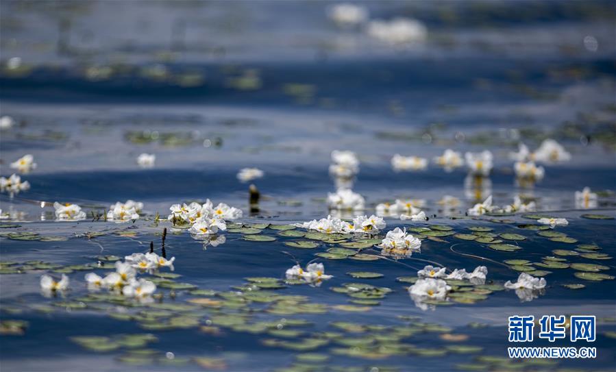 在洱海中開放的海菜花（5月31日攝）。新華社記者 江文耀 攝