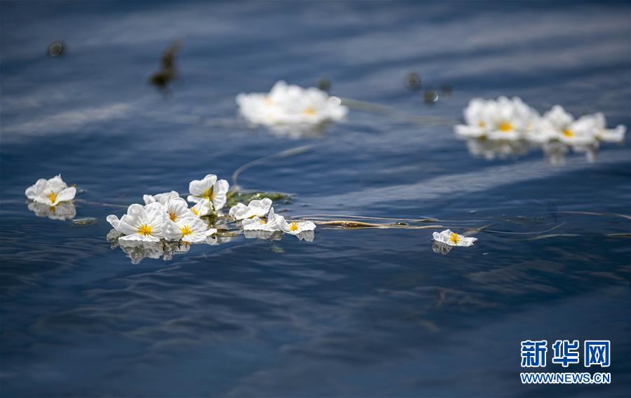 在洱海中開放的海菜花（5月31日攝）。新華社記者 江文耀 攝