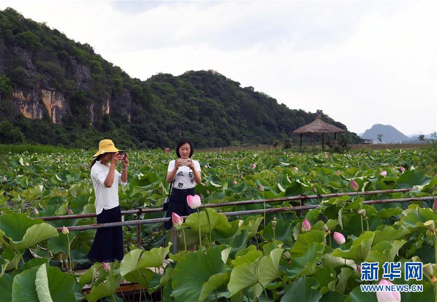6月1日，游客在云南丘北縣普者黑風(fēng)景區(qū)拍攝荷花。新華社記者 楊宗友 攝