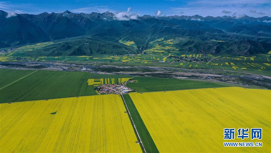 這是7月22日拍攝的門源回族自治縣的油菜花田（無人機(jī)照片）。 時(shí)下正值高原油菜花競相綻放的季節(jié)，在青海省海北藏族自治州門源回族自治縣，金黃色的油菜花在高原藍(lán)天和云霧映襯下形成一幅壯麗畫卷，吸引游客前來觀賞。 新華社記者 吳剛 攝