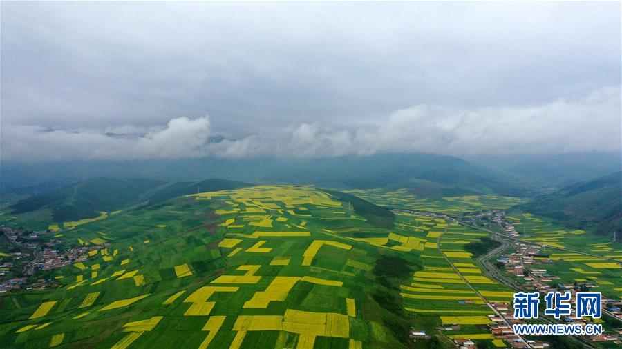這是7月22日拍攝的門源回族自治縣的油菜花田（無人機(jī)照片）。 時(shí)下正值高原油菜花競相綻放的季節(jié)，在青海省海北藏族自治州門源回族自治縣，金黃色的油菜花在高原藍(lán)天和云霧映襯下形成一幅壯麗畫卷，吸引游客前來觀賞。 新華社記者 吳剛 攝