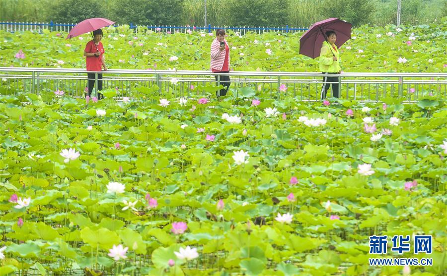 8月6日，游客在河北省永清縣里瀾城鎮(zhèn)金華湖觀賞荷花。 夏日時節(jié)，河北省永清縣里瀾城鎮(zhèn)金華湖荷塘的荷花爭相開放，吸引市民和游客前來游玩觀賞。 新華社記者 李曉果 攝