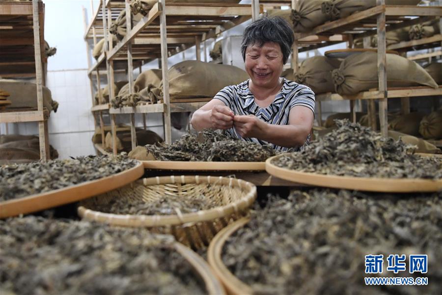 8月12日，衡水市冀州區(qū)石與木艾草文化園員工在分揀艾葉。 近年來(lái)，河北省衡水市冀州區(qū)石與木艾草文化園充分挖掘中醫(yī)藥資源，打造集艾草種植、古法制艾、艾草文創(chuàng)、經(jīng)營(yíng)銷售等為一體的多元化、綜合性艾文化產(chǎn)業(yè)，生產(chǎn)艾條、艾絨、艾葉包等十余種艾草產(chǎn)品，帶動(dòng)農(nóng)戶實(shí)現(xiàn)增收。 新華社記者 朱旭東 攝