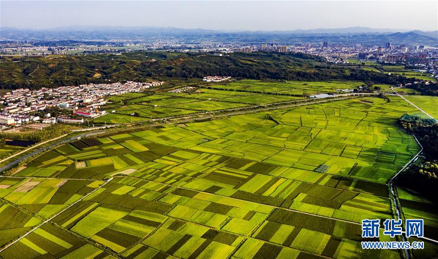 洋縣紙坊街道的大片稻田（8月28日攝，無人機照片）。 初秋時節(jié)，秦嶺南麓的陜西漢中洋縣18萬畝水稻即將成熟，一片喜人景色。 新華社記者 陶明 攝