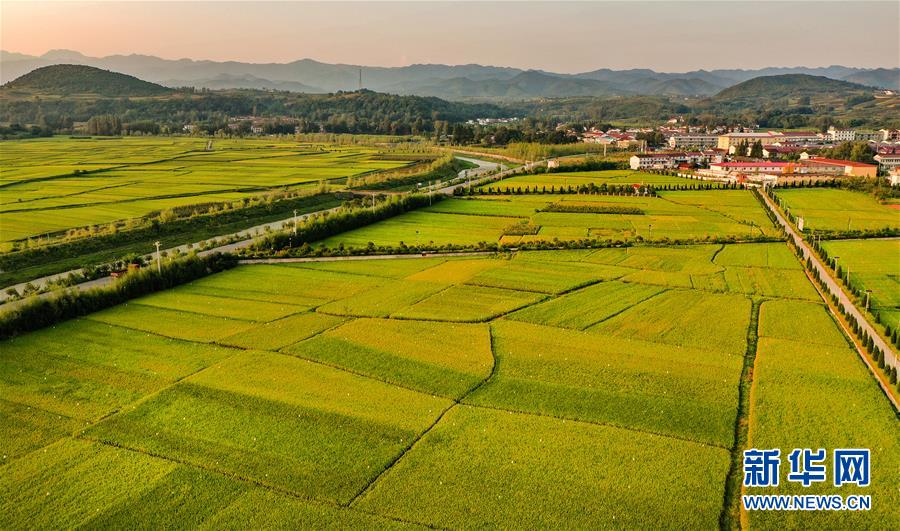 夕陽下的洋縣紙坊街道?壩村的稻田（8月28日攝，無人機照片）。新華社記者 陶明 攝