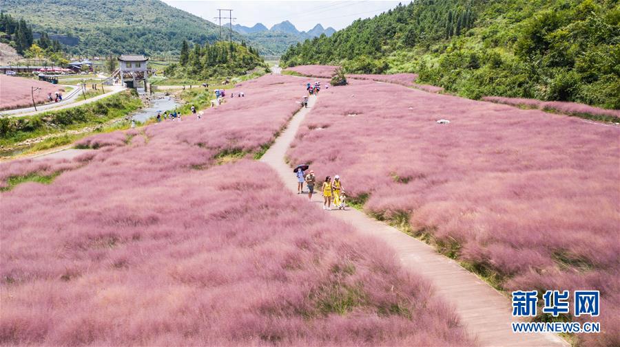 9月2日，游客在長順縣神泉谷景區(qū)內(nèi)觀賞游玩（無人機(jī)照片）。 近日，貴州省黔南布依族苗族自治州長順縣神泉谷景區(qū)內(nèi)的粉黛亂子草進(jìn)入盛開期，成片的“粉色海洋”吸引眾多游客前來觀賞游玩。 新華社記者 陶亮 攝