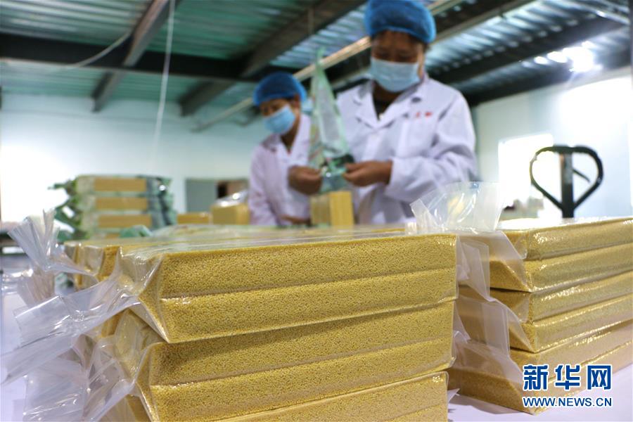 9月20日，在河北省承德縣東小白旗鄉(xiāng)東小白旗村一家小米加工企業(yè)，工作人員在包裝加工好的小米。 眼下正值燕山深處的河北省承德縣東小白旗鄉(xiāng)小米的收獲季節(jié)，當?shù)剞r(nóng)戶和企業(yè)搶抓農(nóng)時收獲、晾曬、加工小米。近年來，承德縣依托傳統(tǒng)小米生產(chǎn)的優(yōu)勢資源，采取“企業(yè)+合作社+基地+農(nóng)民”的模式，帶動小米生產(chǎn)走上了特色產(chǎn)業(yè)化發(fā)展道路，促進當?shù)剞r(nóng)民增收致富。 新華社發(fā)（劉環(huán)宇 攝）