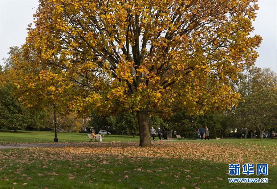 這是10月19日拍攝的英國倫敦攝政公園秋景。 新華社記者 韓巖 攝