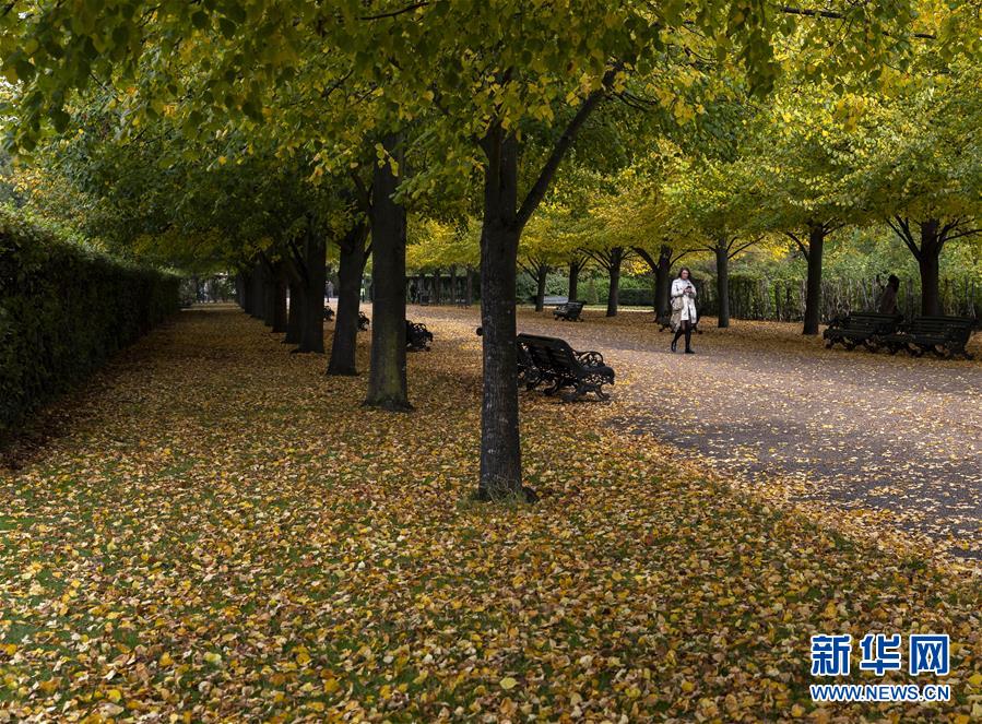 這是10月19日拍攝的英國倫敦攝政公園秋景。 新華社記者 韓巖 攝