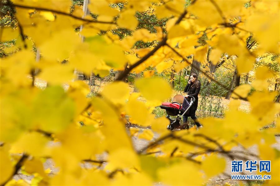 這是10月28日在德國首都柏林一座公園內(nèi)拍攝的一名推著嬰兒車的行人。 新華社記者 單宇琦 攝