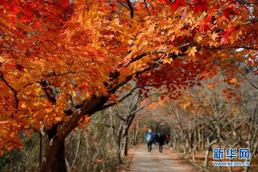 11月8日，在韓國全羅北道井邑市，人們欣賞內(nèi)藏山秋景。 位于韓國全羅北道井邑市的內(nèi)藏山是韓國著名的賞楓地。深秋的周末，不少韓國民眾來到內(nèi)藏山欣賞“楓景”。 新華社記者 王婧嬙 攝