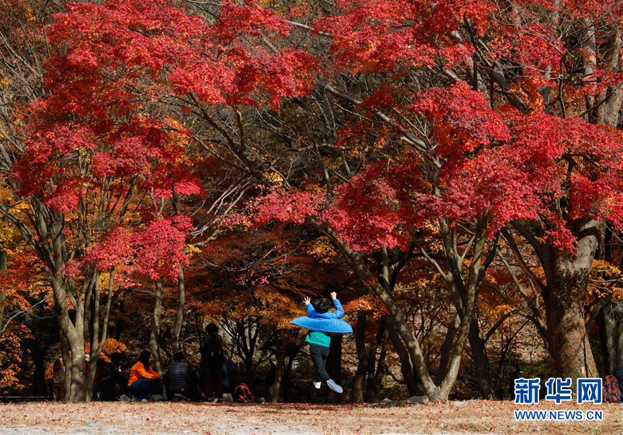 11月8日，在韓國全羅北道井邑市，一個(gè)小男孩在內(nèi)藏山楓樹下玩耍。 位于韓國全羅北道井邑市的內(nèi)藏山是韓國著名的賞楓地。深秋的周末，不少韓國民眾來到內(nèi)藏山欣賞“楓景”。 新華社記者 王婧嬙 攝