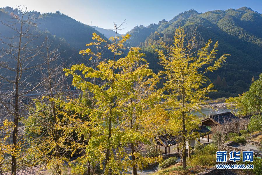 11月12日拍攝的景寧畬族自治縣小溪附近山林景色。初冬時(shí)節(jié)，流經(jīng)浙南山區(qū)景寧畬族自治縣的小溪流域色彩斑斕，景色怡人。小溪是甌江最大支流，近年來，景寧縣加大了小溪流域公益林的管護(hù)力度，不斷改善當(dāng)?shù)氐纳剿鷳B(tài)環(huán)境。新華社發(fā)（李肅人 攝）