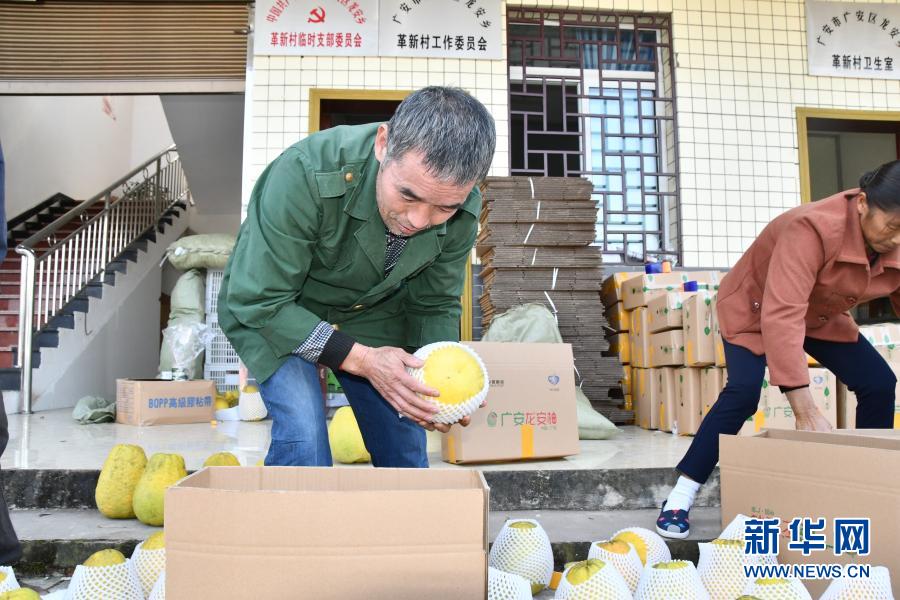 村民龍成民（左）在廣安市龍安鄉(xiāng)革新村黨群活動(dòng)中心給柚子裝箱（11月13日攝）。新華社記者 周相吉 攝
