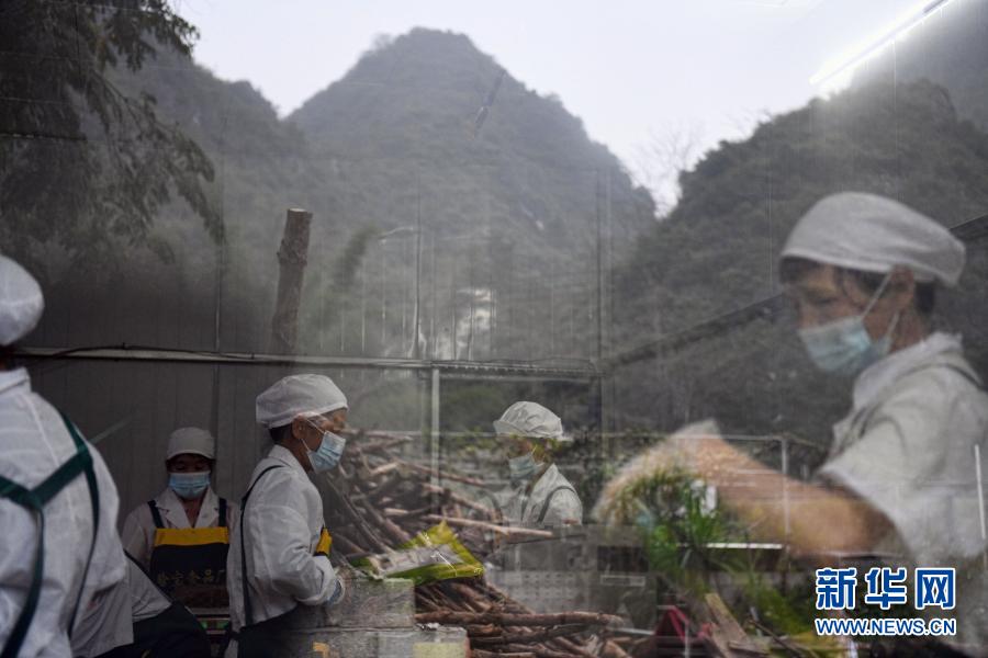 11月27日，當?shù)貗D女在天等縣進結鎮(zhèn)一處扶貧車間包裝食品。近年來，廣西天等縣出臺多項措施，吸引外出務工人員返鄉(xiāng)創(chuàng)業(yè)。截至10月上旬，天等縣返鄉(xiāng)創(chuàng)業(yè)致富帶頭人共創(chuàng)辦“扶貧車間”308家，帶動當?shù)鼐蜆I(yè)1.03萬人。新華社記者 金良快 攝