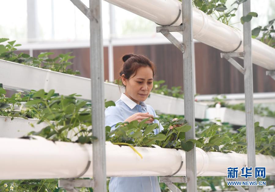 11月29日，在河間市一家現(xiàn)代農(nóng)業(yè)示范園區(qū)，工人在智能溫室內(nèi)管理蔬菜。近年來，河北省河間市優(yōu)化農(nóng)業(yè)產(chǎn)業(yè)結(jié)構(gòu)，以市場(chǎng)為導(dǎo)向，引導(dǎo)農(nóng)民發(fā)展規(guī)?；F(xiàn)代設(shè)施農(nóng)業(yè)，有效帶動(dòng)農(nóng)民增收。新華社記者 朱旭東 攝