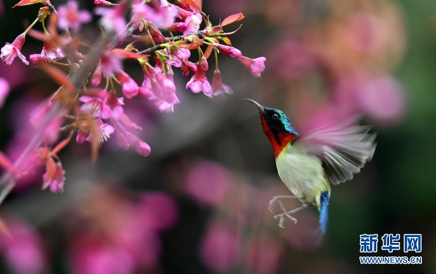 12月22日，在貴陽市花溪國家城市濕地公園里，枝頭的冬櫻花吸引叉尾太陽鳥前來覓食啄花。新華社發(fā)（秦剛 攝）