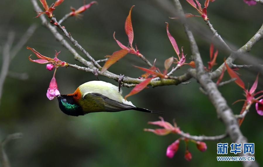 12月22日，在貴陽市花溪國家城市濕地公園里，枝頭的冬櫻花吸引叉尾太陽鳥前來覓食啄花。新華社發(fā)（秦剛 攝）