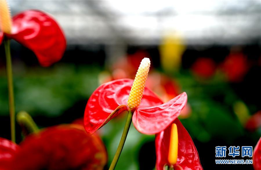 1月21日，在上海鮮花港拍攝的紅掌新品種“紅胭”。 近日，上海鮮花港自主研發(fā)的兩個(gè)紅掌新品種“紅胭”“紅裝”獲得國(guó)家植物新品種授權(quán)。目前，上海鮮花港已建成紅掌品種資源圃，收集保存紅掌品種達(dá)100多個(gè)。 新華社記者 張建松 攝