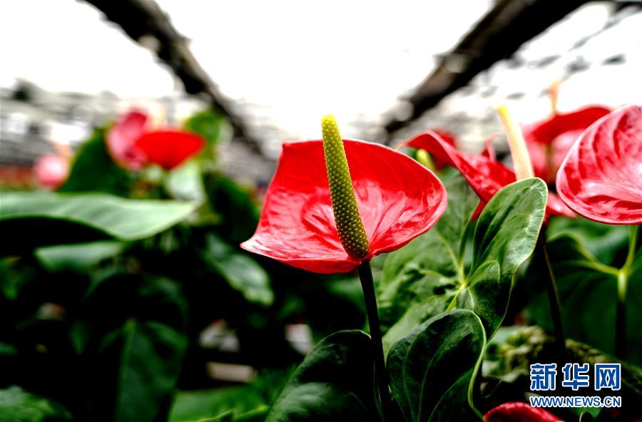 1月21日，在上海鮮花港拍攝的紅掌新品種“紅裝”。 近日，上海鮮花港自主研發(fā)的兩個(gè)紅掌新品種“紅胭”“紅裝”獲得國(guó)家植物新品種授權(quán)。目前，上海鮮花港已建成紅掌品種資源圃，收集保存紅掌品種達(dá)100多個(gè)。 新華社記者 張建松 攝