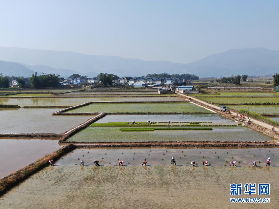 　　1月25日，勐海勐遮鎮(zhèn)農(nóng)民在田間栽秧（無人機(jī)照片） ?！　〗?，云南省西雙版納傣族自治州勐海縣勐遮鎮(zhèn)農(nóng)民開始栽插雙季早稻?！　⌒氯A社發(fā)（李云生 攝）