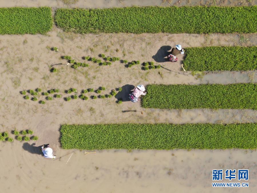 　　1月25日，勐海勐遮鎮(zhèn)農(nóng)民在準(zhǔn)備水稻秧苗（無人機(jī)照片） 。　　近日，云南省西雙版納傣族自治州勐?？h勐遮鎮(zhèn)農(nóng)民開始栽插雙季早稻?！　⌒氯A社發(fā)（李云生 攝）