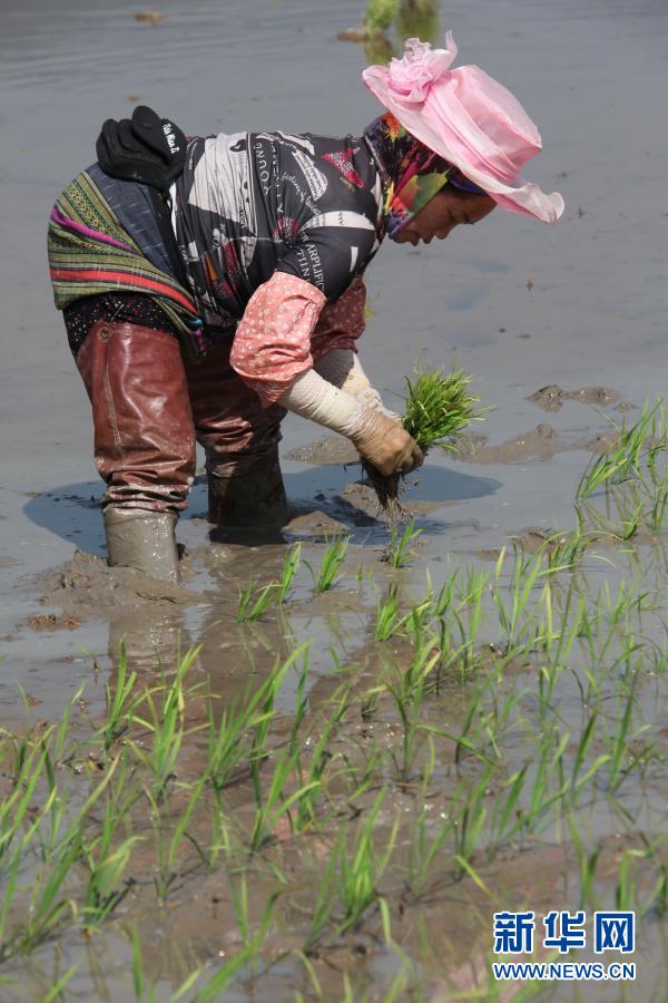 　　1月25日，勐海勐遮鎮(zhèn)農(nóng)民在田間栽秧?！　〗?，云南省西雙版納傣族自治州勐?？h勐遮鎮(zhèn)農(nóng)民開始栽插雙季早稻?！　⌒氯A社發(fā)（李云生 攝）