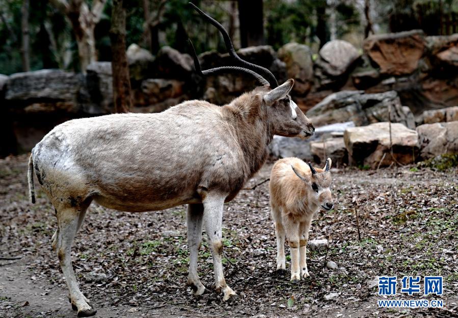 　　1月31日，上海動物園“?？茖殞殹薄橇鐚殞毩料唷！　〗?，2021年上海動物園出生的第一頭“?？茖殞殹毙橇缭趫@區(qū)亮相。旋角羚是偶蹄目?？菩橇鐚俚奈ㄒ环N，被世界自然保護聯(lián)盟列為紅色目錄極危物種?！　⌒氯A社記者 張建松 攝
