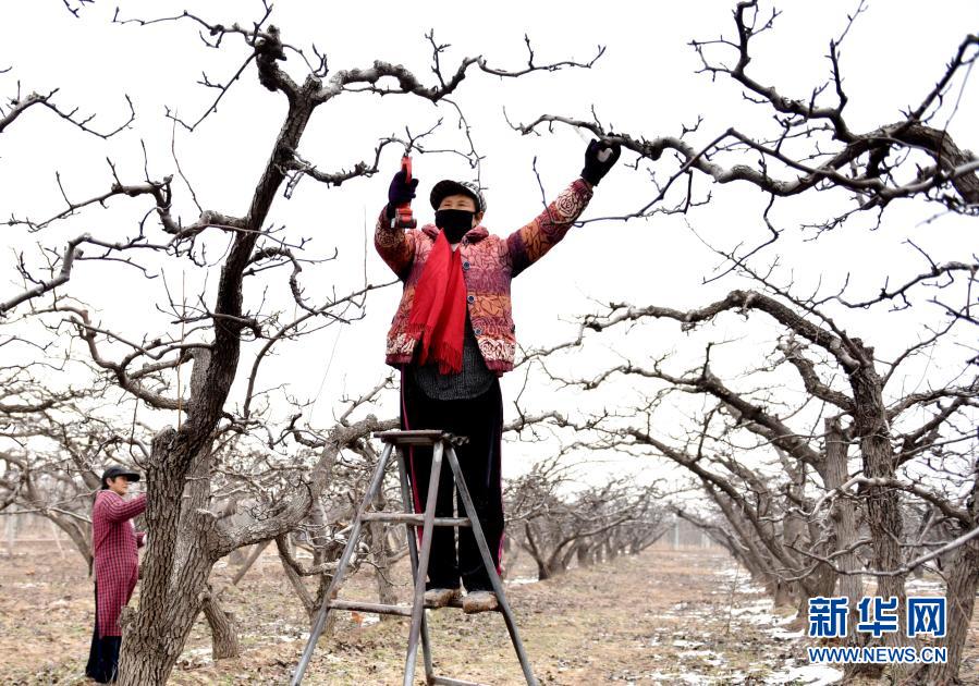 　　3月3日，河北省阜城縣霞口鎮(zhèn)劉老人村果農(nóng)在梨園給梨樹修剪枝條。　　時下正值果樹春剪時節(jié)，河北省衡水市阜城縣霞口鎮(zhèn)果農(nóng)抓緊農(nóng)時對果樹進(jìn)行剪枝和春季管護(hù)。近年來，阜城縣霞口鎮(zhèn)積極引導(dǎo)農(nóng)民因地制宜發(fā)展林果種植，推行“農(nóng)戶+合作社”經(jīng)營模式，為農(nóng)民創(chuàng)收開辟新路徑?！　⌒氯A社記者 朱旭東 攝