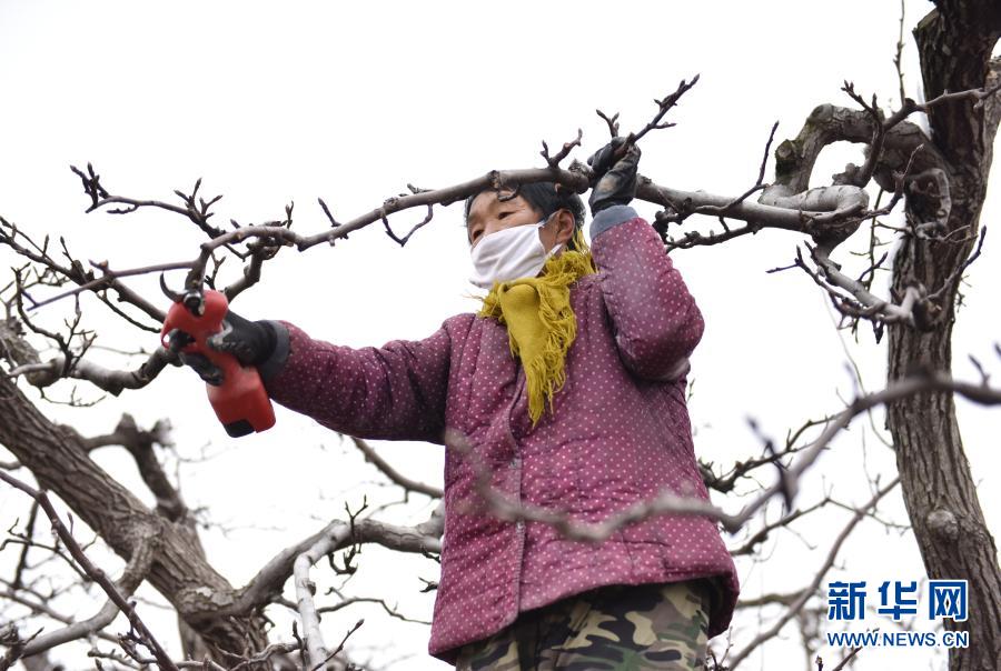 　　3月3日，河北省阜城縣霞口鎮(zhèn)劉老人村果農(nóng)在梨園給梨樹修剪枝條?！　r下正值果樹春剪時節(jié)，河北省衡水市阜城縣霞口鎮(zhèn)果農(nóng)抓緊農(nóng)時對果樹進(jìn)行剪枝和春季管護(hù)。近年來，阜城縣霞口鎮(zhèn)積極引導(dǎo)農(nóng)民因地制宜發(fā)展林果種植，推行“農(nóng)戶+合作社”經(jīng)營模式，為農(nóng)民創(chuàng)收開辟新路徑?！　⌒氯A社記者 朱旭東 攝