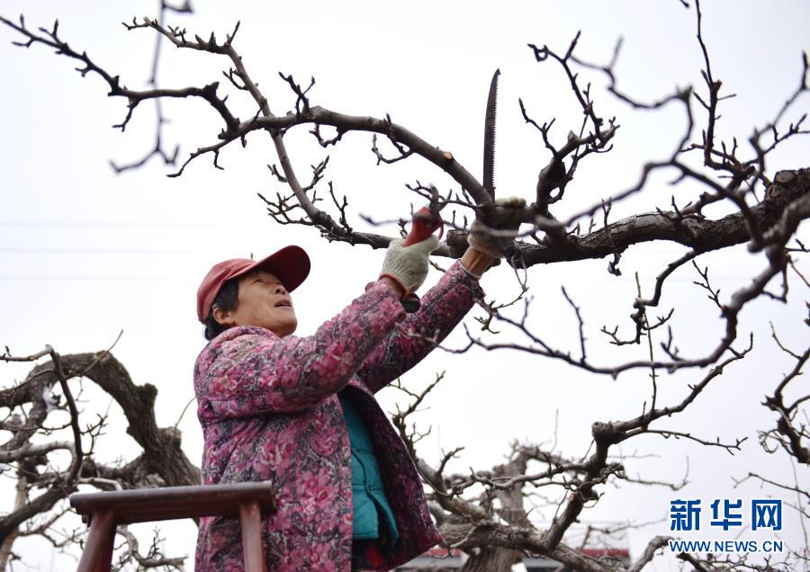 　　3月3日，河北省阜城縣霞口鎮(zhèn)劉老人村果農(nóng)在梨園給梨樹修剪枝條。　　時下正值果樹春剪時節(jié)，河北省衡水市阜城縣霞口鎮(zhèn)果農(nóng)抓緊農(nóng)時對果樹進(jìn)行剪枝和春季管護(hù)。近年來，阜城縣霞口鎮(zhèn)積極引導(dǎo)農(nóng)民因地制宜發(fā)展林果種植，推行“農(nóng)戶+合作社”經(jīng)營模式，為農(nóng)民創(chuàng)收開辟新路徑?！　⌒氯A社記者 朱旭東 攝